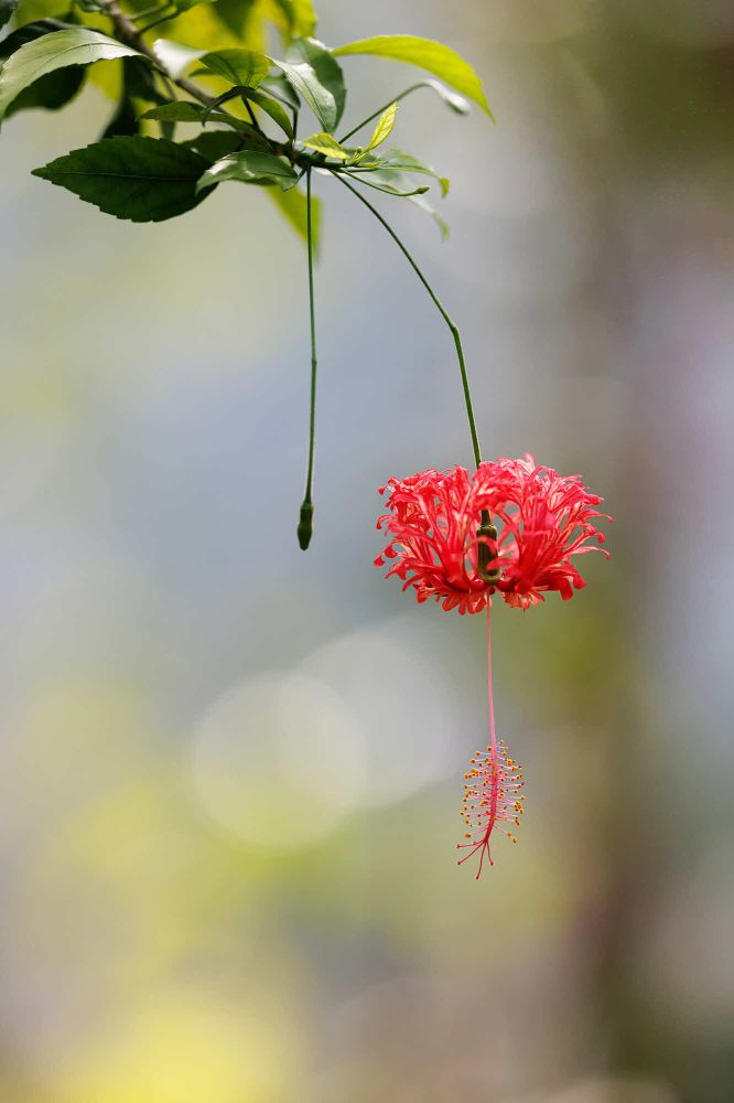 06 Rang 125 Schaufelberger Gaby